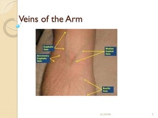 Veins of the Arm
Dr.SAMIR 5
 