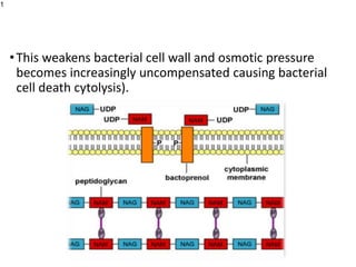 •This weakens bacterial cell wall and osmotic pressure
becomes increasingly uncompensated causing bacterial
cell death cytolysis).
1
 