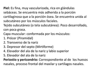 Piel: Es fina, muy vascularizada, rica en glándulas
sebáceas. Se encuentra más adherida a la porción
cartilaginosa que a la porción ósea. Se encuentra unida al
subcutáneo por los músculos faciales.
Tejido subcutáneo (o tela subcutánea): Poco desarrollado,
con poca grasa.
Capa muscular: conformada por los músculos:
1. Prócer (Piramidal)
2. Transverso de la nariz
3. Depresor del septo (Mirtiforme)
4. Elevador del ala de la nariz y labio superior
5. Elevador del ala de la nariz
Periostio y pericondrio: Correspondiente al de los huesos
nasales, proceso frontal del maxilar y cartílagos nasales.
 