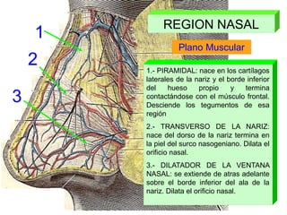 REGION NASAL
Plano Muscular
1
2
3
1.- PIRAMIDAL: nace en los cartílagos
laterales de la nariz y el borde inferior
del hueso propio y termina
contactándose con el músculo frontal.
Desciende los tegumentos de esa
región
2.- TRANSVERSO DE LA NARIZ:
nace del dorso de la nariz termina en
la piel del surco nasogeniano. Dilata el
orificio nasal.
3.- DILATADOR DE LA VENTANA
NASAL: se extiende de atras adelante
sobre el borde inferior del ala de la
nariz. Dilata el orificio nasal.
 
