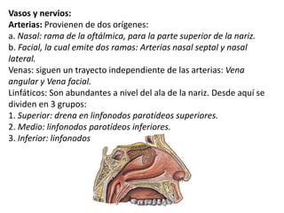 Vasos y nervios:
Arterias: Provienen de dos orígenes:
a. Nasal: rama de la oftálmica, para la parte superior de la nariz.
b. Facial, la cual emite dos ramas: Arterias nasal septal y nasal
lateral.
Venas: siguen un trayecto independiente de las arterias: Vena
angular y Vena facial.
Linfáticos: Son abundantes a nivel del ala de la nariz. Desde aquí se
dividen en 3 grupos:
1. Superior: drena en linfonodos parotídeos superiores.
2. Medio: linfonodos parotídeos inferiores.
3. Inferior: linfonodos submandibulares.
 