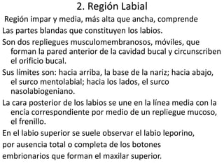 2. Región Labial
Región impar y media, más alta que ancha, comprende
Las partes blandas que constituyen los labios.
Son dos repliegues musculomembranosos, móviles, que
forman la pared anterior de la cavidad bucal y circunscriben
el orificio bucal.
Sus límites son: hacia arriba, la base de la nariz; hacia abajo,
el surco mentolabial; hacia los lados, el surco
nasolabiogeniano.
La cara posterior de los labios se une en la línea media con la
encía correspondiente por medio de un repliegue mucoso,
el frenillo.
En el labio superior se suele observar el labio leporino,
por ausencia total o completa de los botones
embrionarios que forman el maxilar superior.
 