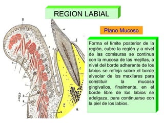 Plano Mucoso
Forma el límite posterior de la
región, cubre la región y a nivel
de las comisuras se continua
con la mucosa de las mejillas, a
nivel del borde adherente de los
labios se refleja sobre el borde
alveolar de los maxilares para
constituir la mucosa
gingivallos, finalmente, en el
borde libre de los labios se
adelgaza, para continuarse con
la piel de los labios.
REGION LABIAL
 