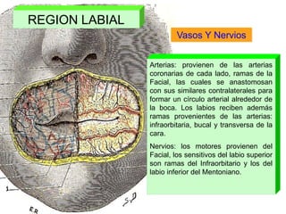 Vasos Y Nervios
Arterias: provienen de las arterias
coronarias de cada lado, ramas de la
Facial, las cuales se anastomosan
con sus similares contralaterales para
formar un círculo arterial alrededor de
la boca. Los labios reciben además
ramas provenientes de las arterias:
infraorbitaria, bucal y transversa de la
cara.
Nervios: los motores provienen del
Facial, los sensitivos del labio superior
son ramas del Infraorbitario y los del
labio inferior del Mentoniano.
REGION LABIAL
 