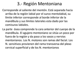 3.- Región Mentoniana
Corresponde al saliente del mentón. Está separada hacia
arriba de la región labial por el surco mentolabial, su
límite inferior corresponde al borde inferior de la
mandíbula y sus límites laterales esta dado por las
comisuras labiales.
La parte ósea comprende la cara anterior del cuerpo de la
mandíbula. El agujero mentoniano se sitúa un poco por
fuera de la región y da paso a los vasos y nervios
mentonianos. Los N. motores son ramas del facial. Los
N. sensitivos provienen del rama transversa del plexo
cervical superficial y de los N. mentonianos
 