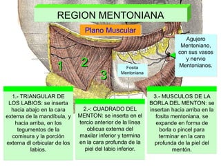 REGION MENTONIANA
Plano Muscular
1 2
3
1.- TRIANGULAR DE
LOS LABIOS: se inserta
hacia abajo en la cara
externa de la mandíbula, y
hacia arriba, en los
tegumentos de la
comisura y la porción
externa dl orbicular de los
labios.
2.-: CUADRADO DEL
MENTON: se inserta en el
tercio anterior de la línea
oblicua externa del
maxilar inferior y termina
en la cara profunda de la
piel del labio inferior.
3.- MUSCULOS DE LA
BORLA DEL MENTON: se
insertan hacia arriba en la
fosita mentoniana, se
expande en forma de
borla o pincel para
terminar en la cara
profunda de la piel del
mentón.
Agujero
Mentoniano,
con sus vasos
y nervio
Mentonianos.
Fosita
Mentoniana
 