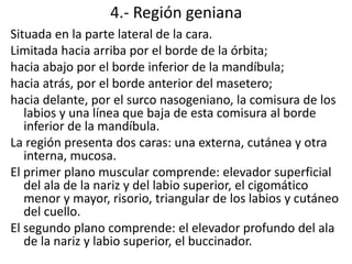 4.- Región geniana
Situada en la parte lateral de la cara.
Limitada hacia arriba por el borde de la órbita;
hacia abajo por el borde inferior de la mandíbula;
hacia atrás, por el borde anterior del masetero;
hacia delante, por el surco nasogeniano, la comisura de los
labios y una línea que baja de esta comisura al borde
inferior de la mandíbula.
La región presenta dos caras: una externa, cutánea y otra
interna, mucosa.
El primer plano muscular comprende: elevador superficial
del ala de la nariz y del labio superior, el cigomático
menor y mayor, risorio, triangular de los labios y cutáneo
del cuello.
El segundo plano comprende: el elevador profundo del ala
de la nariz y labio superior, el buccinador.
 