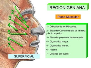 Plano Muscular
1.- Orbicular de los Párpados.
2.- Elevador Comun del ala de la nariz
y labio superior.
3.- Elevador propio del labio superior.
4.- Cigomático mayor.
5.- Cigomático menor.
6.- Risorio.
7.- Cutáneo del cuello.
REGION GENIANA
1
2
3
4
5
6
7
SUPERFICIAL
 