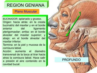 Plano Muscular
BUCINADOR: aplanado y grueso.
Origen: hacia atrás: en la cresta
bucinatriz del maxilar y en el borde
anterior del ligamento
pterigomaxilar; arriba: en el borde
alveolar del maxilar superior; y
abajo: en el borde alveolar del
maxilar inferior.
Termina: en la piel y mucosa de la
comisura labial.
Acción: aumenta el diametro
transversal de la boca al tirar hacia
atras la comisura labial. Hace salir
a presión el aire contenido en la
cavidad bucal.
REGION GENIANA
1
PROFUNDO
 