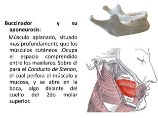 Buccinador y su
aponeurosis:
Músculo aplanado, situado
mas profundamente que los
músculos cutáneos .Ocupa
el espacio comprendido
entre los maxilares. Sobre él
pasa el Conducto de Stenon,
el cual perfora el músculo y
mucosa, y se abre en la
boca, algo delante del
cuello del 2do molar
superior.
 