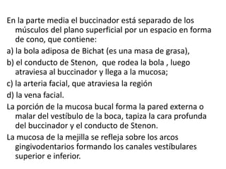 En la parte media el buccinador está separado de los
músculos del plano superficial por un espacio en forma
de cono, que contiene:
a) la bola adiposa de Bichat (es una masa de grasa),
b) el conducto de Stenon, que rodea la bola , luego
atraviesa al buccinador y llega a la mucosa;
c) la arteria facial, que atraviesa la región
d) la vena facial.
La porción de la mucosa bucal forma la pared externa o
malar del vestíbulo de la boca, tapiza la cara profunda
del buccinador y el conducto de Stenon.
La mucosa de la mejilla se refleja sobre los arcos
gingivodentarios formando los canales vestíbulares
superior e inferior.
 