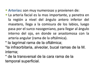 Arterias: son muy numerosas y provienen de:
 La arteria facial es la mas importante, y penetra en
la región a nivel del ángulo antero inferior del
masetero, llega a la comisura de los labios, luego
pasa por el surco nasogeniano, para llegar al ángulo
interno del ojo, en donde se anastomosa con la
arteria angular (rama de la oftálmica).
* la lagrimal rama de la oftálmica;
*la infraorbitaria, alveolar, bucal ramas de la M.
interna;
* de la transversal de la cara rama de la
temporal superficial.
 