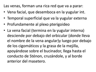 Las venas, forman una rica red que va a parar:
• Vena facial, que desemboca en la yugular int.
• Temporal superficial que va la yugular externa
• Profundamente al plexo pterigoideo
• La vena facial (termina en la yugular interna)
desciende por debajo del orbicular (donde lleva
el nombre de la vena angular)y luego por debajo
de los cigomáticos y la grasa de la mejilla,
apoyándose sobre el bucinador, llega hasta el
conducto de Sténon, cruzándole, y al borde
anterior del masetero.
 