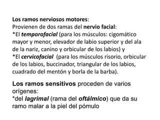 Los ramos nerviosos motores:
Provienen de dos ramas del nervio facial:
*El temporofacial (para los músculos: cigomático
mayor y menor, elevador de labio superior y del ala
de la nariz, canino y orbicular de los labios) y
*El cervicofacial (para los músculos risorio, orbicular
de los labios, buccinador, triangular de los labios,
cuadrado del mentón y borla de la barba).
Los ramos sensitivos proceden de varios
orígenes:
*del lagrimal (rama del oftálmico) que da su
ramo malar a la piel del pómulo
 