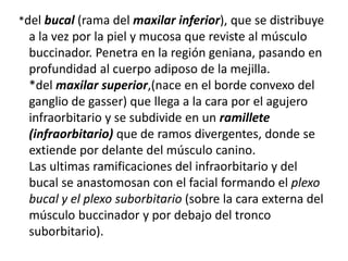 *del bucal (rama del maxilar inferior), que se distribuye
a la vez por la piel y mucosa que reviste al músculo
buccinador. Penetra en la región geniana, pasando en
profundidad al cuerpo adiposo de la mejilla.
*del maxilar superior,(nace en el borde convexo del
ganglio de gasser) que llega a la cara por el agujero
infraorbitario y se subdivide en un ramillete
(infraorbitario) que de ramos divergentes, donde se
extiende por delante del músculo canino.
Las ultimas ramificaciones del infraorbitario y del
bucal se anastomosan con el facial formando el plexo
bucal y el plexo suborbitario (sobre la cara externa del
músculo buccinador y por debajo del tronco
suborbitario).
 