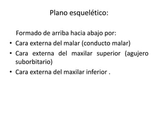 Plano esquelético:
Formado de arriba hacia abajo por:
• Cara externa del malar (conducto malar)
• Cara externa del maxilar superior (agujero
suborbitario)
• Cara externa del maxilar inferior .
 