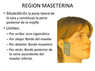 REGION MASETERINA
• Situación:En la parte lateral de
la cara y constituye la parte
posterior de la mejilla
• Límites:
– Por arriba: arco cigomático
– Por abajo: Borde del maxilar
– Por delante: Borde masetero
– Por atrás: Borde posterior de
la rama ascendente del
maxilar inferior.
 