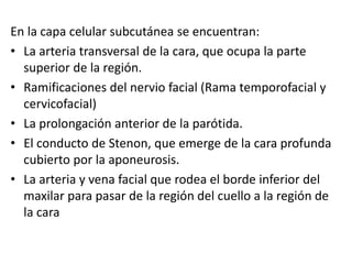 En la capa celular subcutánea se encuentran:
• La arteria transversal de la cara, que ocupa la parte
superior de la región.
• Ramificaciones del nervio facial (Rama temporofacial y
cervicofacial)
• La prolongación anterior de la parótida.
• El conducto de Stenon, que emerge de la cara profunda
cubierto por la aponeurosis.
• La arteria y vena facial que rodea el borde inferior del
maxilar para pasar de la región del cuello a la región de
la cara
 