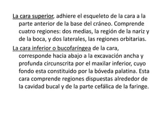 La cara superior, adhiere el esqueleto de la cara a la
parte anterior de la base del cráneo. Comprende
cuatro regiones: dos medias, la región de la nariz y
de la boca, y dos laterales, las regiones orbitarias.
La cara inferior o bucofaríngea de la cara,
corresponde hacia abajo a la excavación ancha y
profunda circunscrita por el maxilar inferior, cuyo
fondo esta constituido por la bóveda palatina. Esta
cara comprende regiones dispuestas alrededor de
la cavidad bucal y de la parte cefálica de la faringe.
 