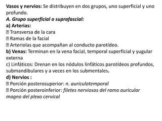 Vasos y nervios: Se distribuyen en dos grupos, uno superficial y uno
profundo.
A. Grupo superficial o suprafascial:
a) Arterias:
Transversa de la cara
Ramas de la facial
Arteriolas que acompañan al conducto parotídeo.
b) Venas: Terminan en la vena facial, temporal superficial y yugular
externa
c) Linfáticos: Drenan en los nódulos linfáticos parotídeos profundos,
submandibulares y a veces en los submentales.
d) Nervios :
Porción posterosuperior: n. auriculotemporal
Porción posteroinferior: filetes nerviosos del ramo auricular
magno del plexo cervical
 