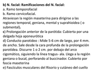b) N. facial: Ramificaciones del N. facial:
a. Ramo temporofacial
b. Ramo cervicofacial.
Atraviesan la región maseterina para dirigirse a las
regiones temporal, geniana, mental y suprahioidea ( o
submental).
c) Prolongación anterior de la parótida: Cubierta por una
delgada hoja aponeurótica
d) Conducto parotideo : Mide 5-6 cm de largo, por 4 mm.
de ancho. Sale desde la cara profunda de la prolongación
parotídea. Discurre 1 o 2 cm. por debajo del arco
cigomático, siguiendo la línea tragus- ala. Llega a la región
geniana o bucal, perforando al buccinador. Cubierto por
fascia maseterina
e) Fascículos musculares del Risorio y cutáneo del cuello
 
