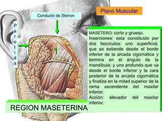 REGION MASETERINA
Conducto de Stenon
P
a
r
o
t
i
d
a
1
MASETERO: corto y grueso.
Inserciones: esta constituido por
dos fasciculos: uno superficial,
que se extiende desde el borde
inferior de la arcada cigomática y
termina en el ángulo de la
mandíbula; y uno profundo que va
desde el borde inferior y la cara
posterior de la arcada cigomática
y finaliza en la mitad superior de la
rama ascendente del maxilar
inferior.
Acción: elevador del maxilar
inferior.
Plano Muscular
 