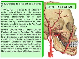 ARTERIA FACIAL
ORIGEN: Nace de la cara ant. de la Carotida
Ext..
TRAYECTO: se dirige hacia adelante y
arriba hasta el borde ant. del masetero,
contornea el borde inferior de la mandíbula y
asciende oblicuamente por el surco
nasogeniano, terminando en el ángulo
interno del ojo anastomosando su rama
terminal, la arteria Angular, a la Art. Nasal,
rama terminal de la oftálmica.
RAMAS COLATERALES: Porción Cervical:
Palatina Inf. para la Amígdala; Pterigoidea,
para el músculo homónimo; submaxilar para
la G. Submaxilar y Submentoniana para el
mentón. Porción Facial: Maseterina, para el
masetero; Coronarias Superior e Inferior,
quienes se anastomosan con las homónimas
contralaterales formando un círculo arterial
alrrededor de la boca; arteria del Ala de la
Nariz, para el ala, dorso y lóbulo de la nariz.
 