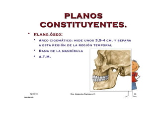 1.CARA- REGIONES AUPERFICIALES.ppt