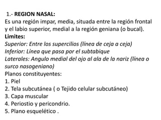 1.- REGION NASAL:
Es una región impar, media, situada entre la región frontal
y el labio superior, medial a la región geniana (o bucal).
Limites:
Superior: Entre los supercilios (línea de ceja a ceja)
Inferior: Línea que pasa por el subtabique
Laterales: Angulo medial del ojo al ala de la nariz (línea o
surco nasogeniano)
Planos constituyentes:
1. Piel
2. Tela subcutánea ( o Tejido celular subcutáneo)
3. Capa muscular
4. Periostio y pericondrio.
5. Plano esquelético .
 