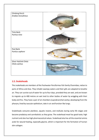 FISH AND FISHERIES OF INDIA | PDF