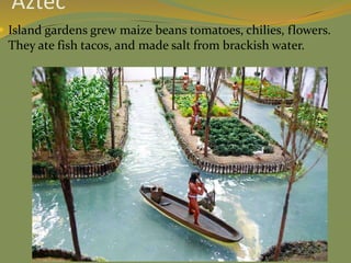 Aztec
 Island gardens grew maize beans tomatoes, chilies, flowers.
They ate fish tacos, and made salt from brackish water.
 