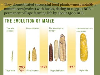  They domesticated successful food plants—most notably a
mutant corn(maize) with husks, dating to c. 5300 BCE—
permanent village farming life by about 1500 BCE.
 
