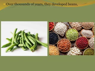  Over thousands of years, they developed beans,
 