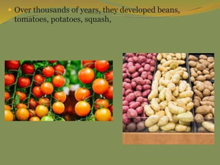  Over thousands of years, they developed beans,
tomatoes, potatoes, squash,
 
