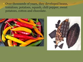  Over thousands of years, they developed beans,
tomatoes, potatoes, squash, chili pepper, sweet
potatoes, cotton and chocolate.
 