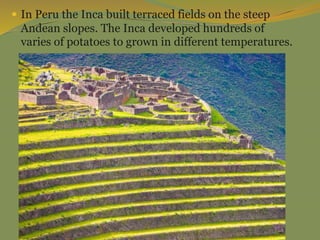  In Peru the Inca built terraced fields on the steep
Andean slopes. The Inca developed hundreds of
varies of potatoes to grown in different temperatures.
 