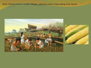 Most Olmecs lived in small villages, planting some crops along river banks.
 