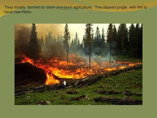 They mostly farmed by slash-and-burn agriculture. The cleared jungle with fire to
have new fields.
 
