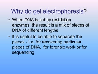 1. Electrophoresis DNA 1.ppt