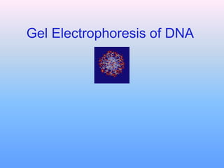 Gel Electrophoresis of DNA
 