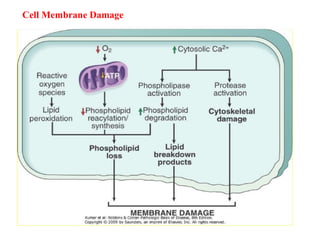 1.1 Basic principles of Cell injury.pptx