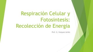 Respiración Celular y
Fotosintesis:
Recolección de Energia
Prof. G. Vázquez-Avilés
 
