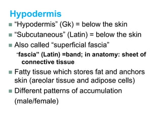 Hypodermis
 “Hypodermis” (Gk) = below the skin
 “Subcutaneous” (Latin) = below the skin
 Also called “superficial fascia”
“fascia” (Latin) =band; in anatomy: sheet of
connective tissue
 Fatty tissue which stores fat and anchors
skin (areolar tissue and adipose cells)
 Different patterns of accumulation
(male/female)
 