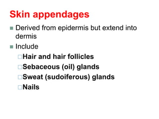 Skin appendages
 Derived from epidermis but extend into
dermis
 Include
Hair and hair follicles
Sebaceous (oil) glands
Sweat (sudoiferous) glands
Nails
 
