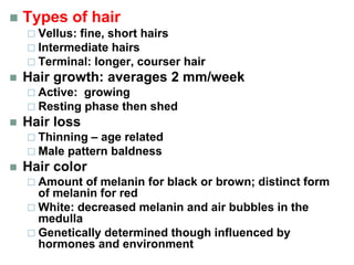  Types of hair
 Vellus: fine, short hairs
 Intermediate hairs
 Terminal: longer, courser hair
 Hair growth: averages 2 mm/week
 Active: growing
 Resting phase then shed
 Hair loss
 Thinning – age related
 Male pattern baldness
 Hair color
 Amount of melanin for black or brown; distinct form
of melanin for red
 White: decreased melanin and air bubbles in the
medulla
 Genetically determined though influenced by
hormones and environment
 