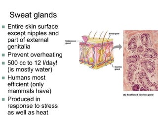 Sweat glands
 Entire skin surface
except nipples and
part of external
genitalia
 Prevent overheating
 500 cc to 12 l/day!
(is mostly water)
 Humans most
efficient (only
mammals have)
 Produced in
response to stress
as well as heat
 