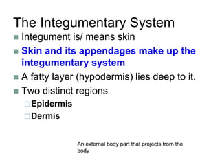 The Integumentary System
 Integument is/ means skin
 Skin and its appendages make up the
integumentary system
 A fatty layer (hypodermis) lies deep to it.
 Two distinct regions
Epidermis
Dermis
An external body part that projects from the
body
 