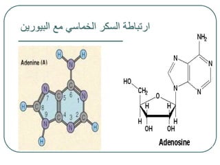 ‫والنيكليوتيدات‬ ‫النيوكليوسيدات‬ ‫بين‬ ‫الفرق‬
.1
‫النيوكليوسيدات‬
:
‫سكـر‬ ‫جزيء‬ ‫على‬ ‫تحتوي‬
‫نيتروجينية‬ ‫وقـاعدة‬ ‫...