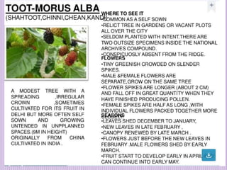 1. Avenue Trees.pptx