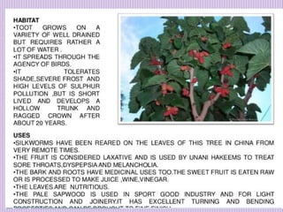 1. Avenue Trees.pptx